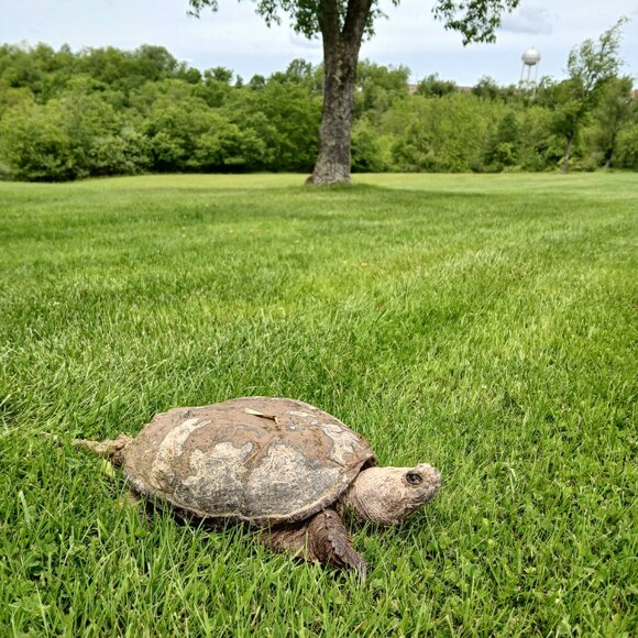 Meet your Posher, Avellis - Picture 5 of 12